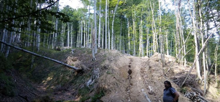 Mihai Goțiu, denunț la DNA pentru tăierile ilegale de păduri din Munții Făgăraș