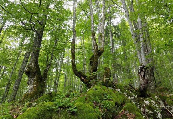 Victorie pentru mediu: CCR dă dreptate USR și PNL în cazul ariilor naturale protejate