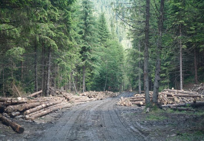USR acuză Poliția și pe ministrul demis al Apelor și Pădurilor de favorizarea tâlharilor care distrug pădurile României