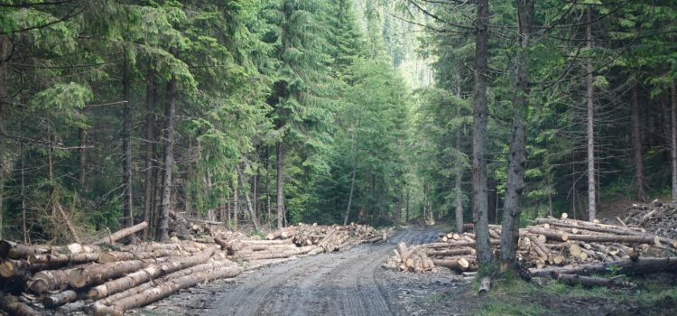 Lege USR pentru stoparea tăierilor ilegale de păduri și evitarea infringementului