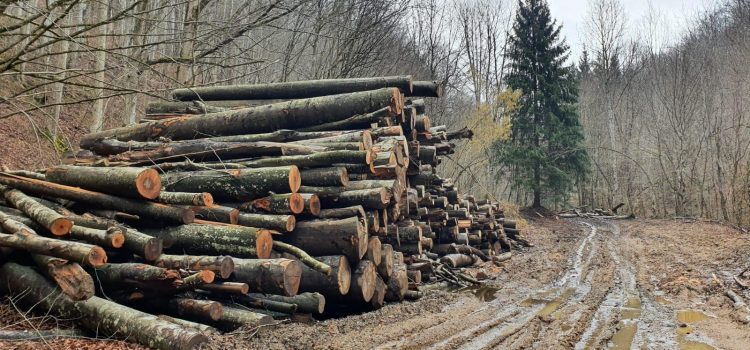 Mihai Goțiu: Costel Alexe a dat liber drujbelor Romsilva să distrugă Parcul Național Semenic – Cheile Carașului. Ministrul a călcat în picioare promisiunea făcută la învestire